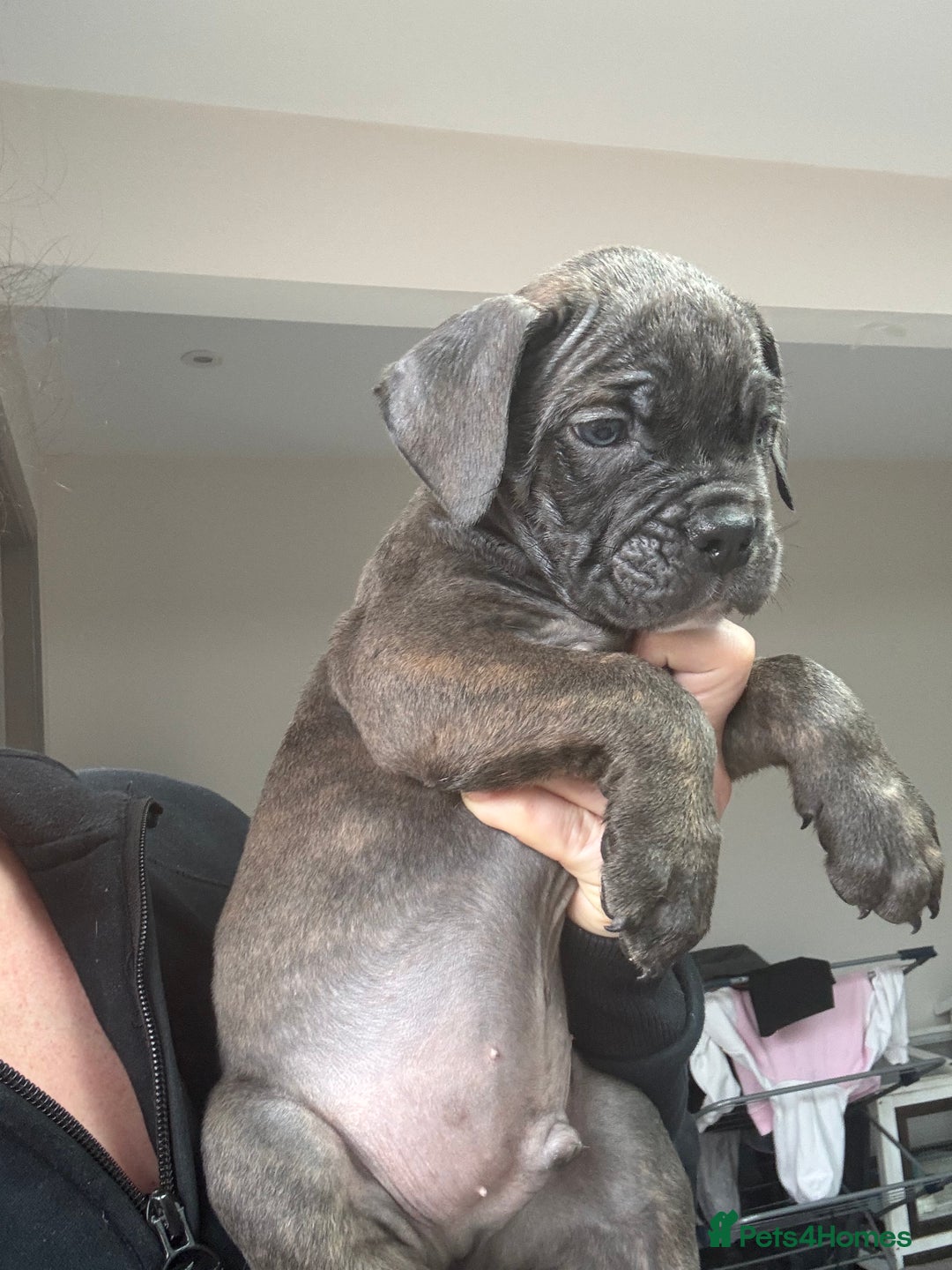 Mixed Breed dogs for sale: canó corso cross british bulldog stunning colours  - Image 5