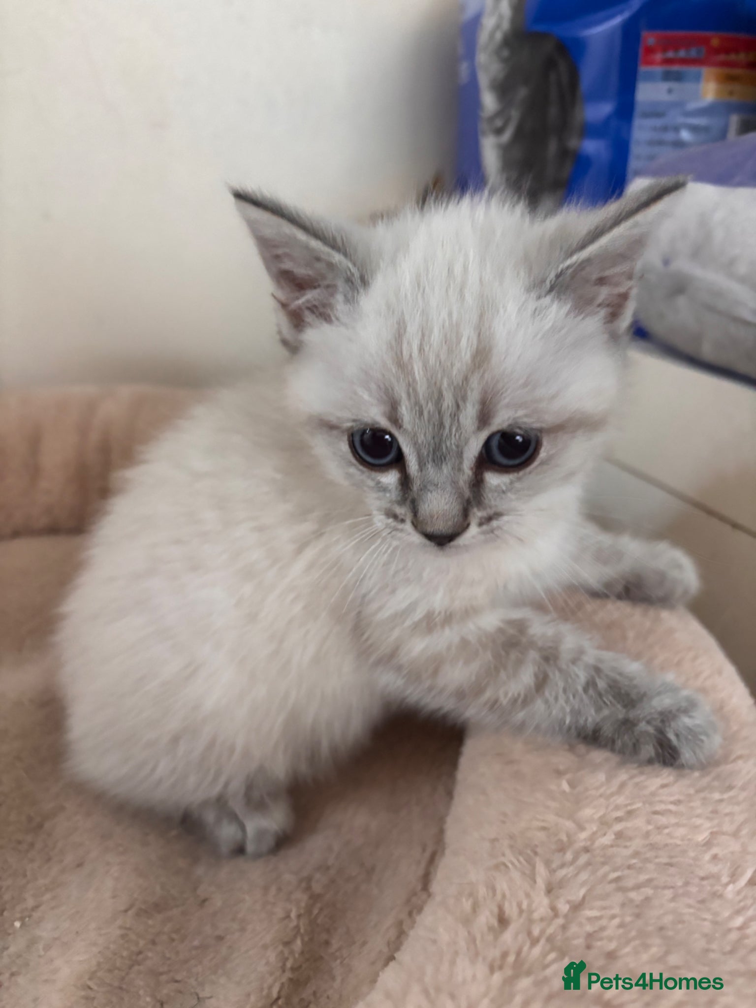 Mixed Breed cats 1 boy remaining  - Advert 1