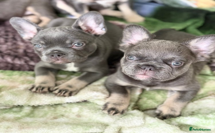 French Bulldog dogs - Advert 2
