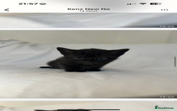 Bengal cats for sale: Half bengal mix  - Image 6