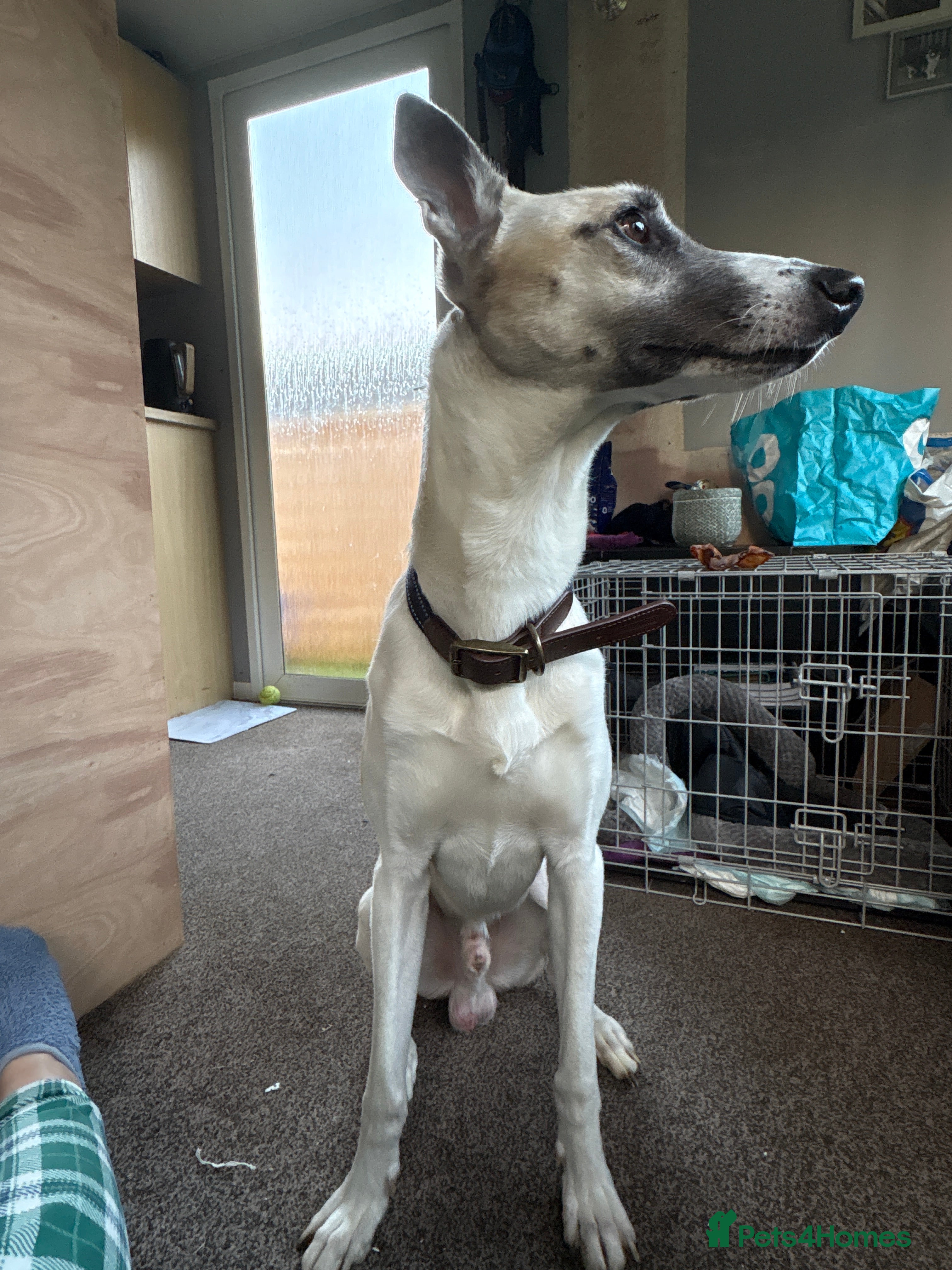 Mixed Breed dogs Comet  - Advert 2