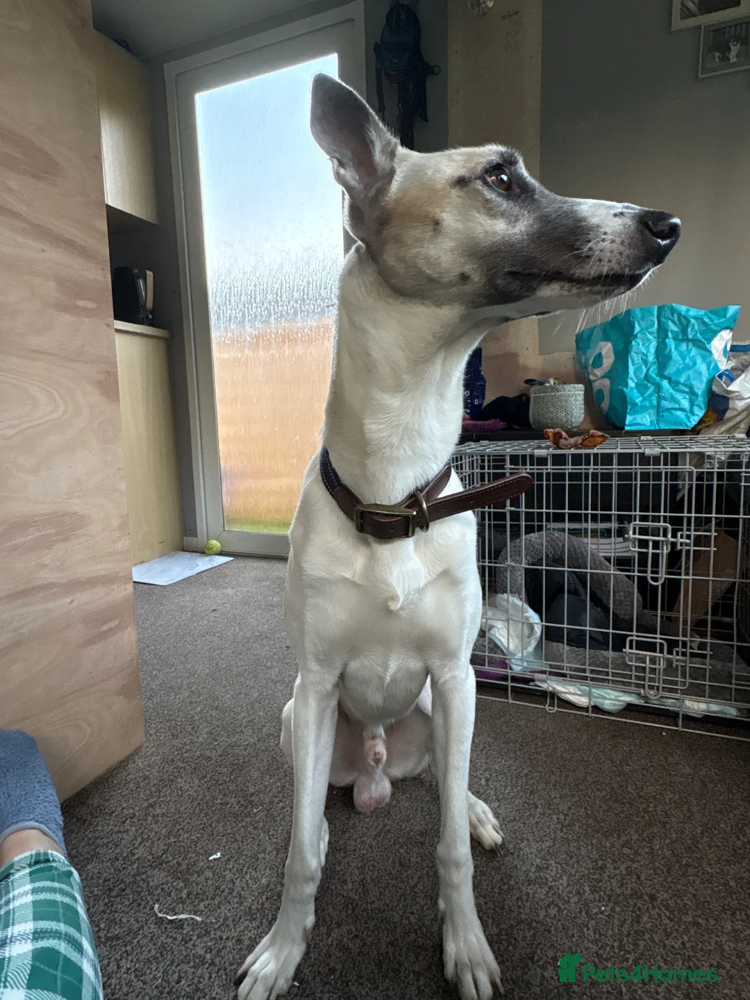 Mixed Breed dogs for sale: Comet  - Advert 1