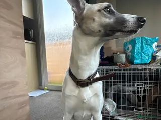 Mixed Breed dogs Comet - Advert 2