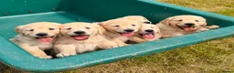 Golden Retriever dogs for sale: Beautiful Golden Retriever Puppies - Advert 2