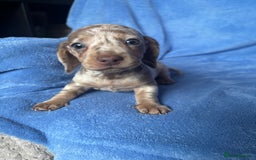 Miniature Dachshund dogs for sale: ❤️❤️⭐️Miniature dachshund⭐️❤️❤️ - Image 6