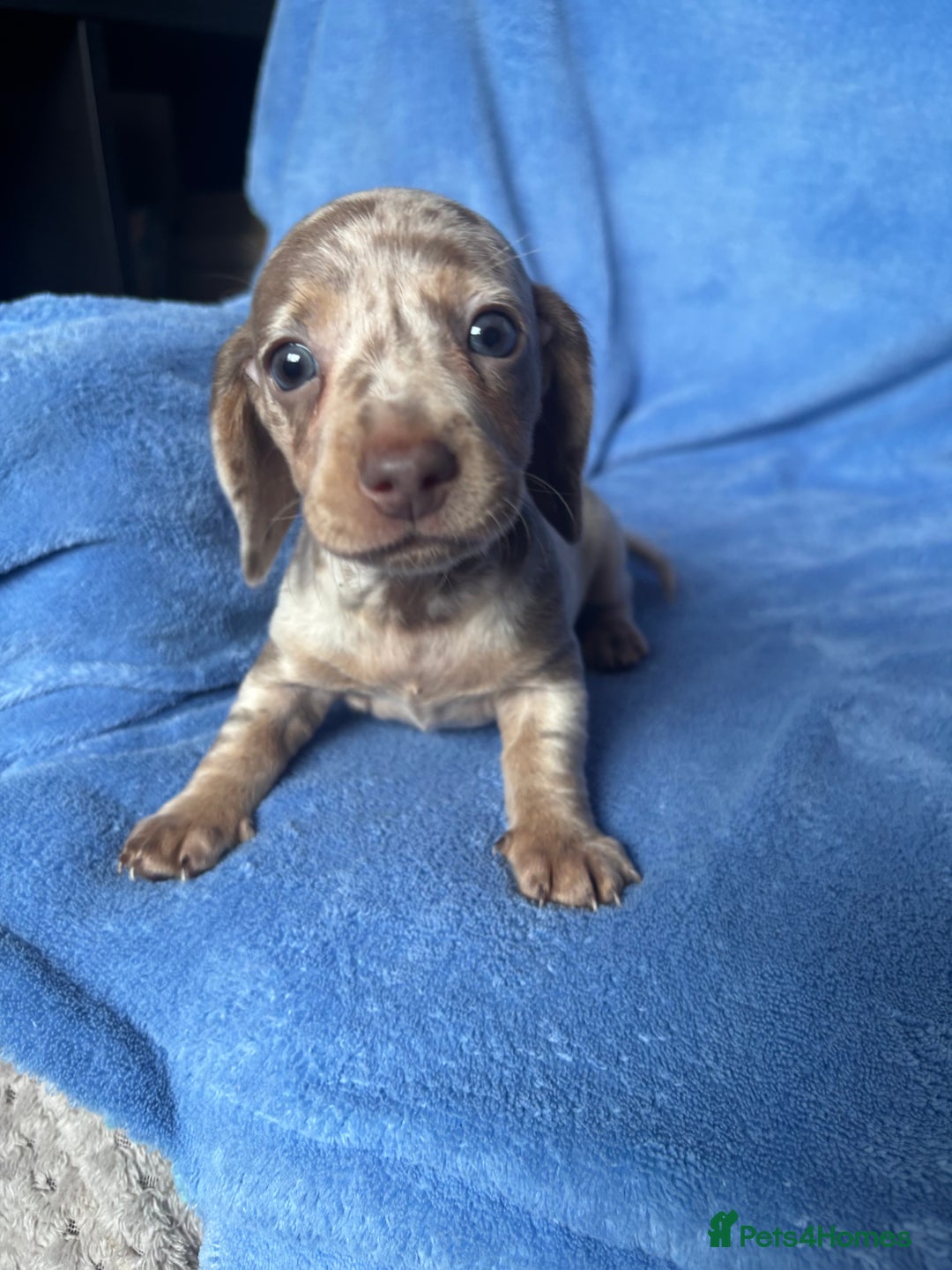 Miniature Dachshund dogs for sale: ❤️❤️⭐️Miniature dachshund⭐️❤️❤️ - Image 6