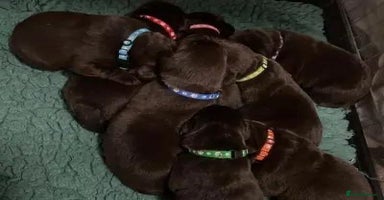 Labrador Retriever dogs - Advert 4