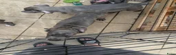 Cane Corso dogs for sale: CANE CORSO. Ready to leave now - Advert 7