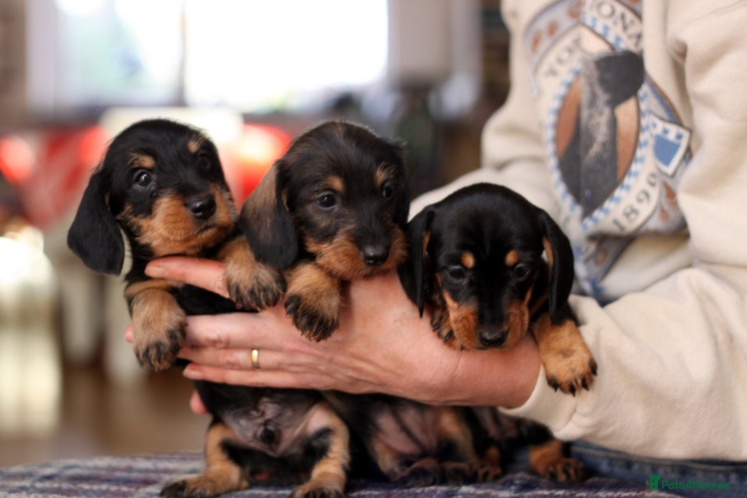 Miniature Dachshund dogs for sale: KC reg Miniature Wirehaired Dachshund pups - Advert 3