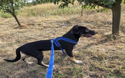 Mixed Breed dogs for adoption: RONA - a Superb young Girl for a Loving Home - Image 1