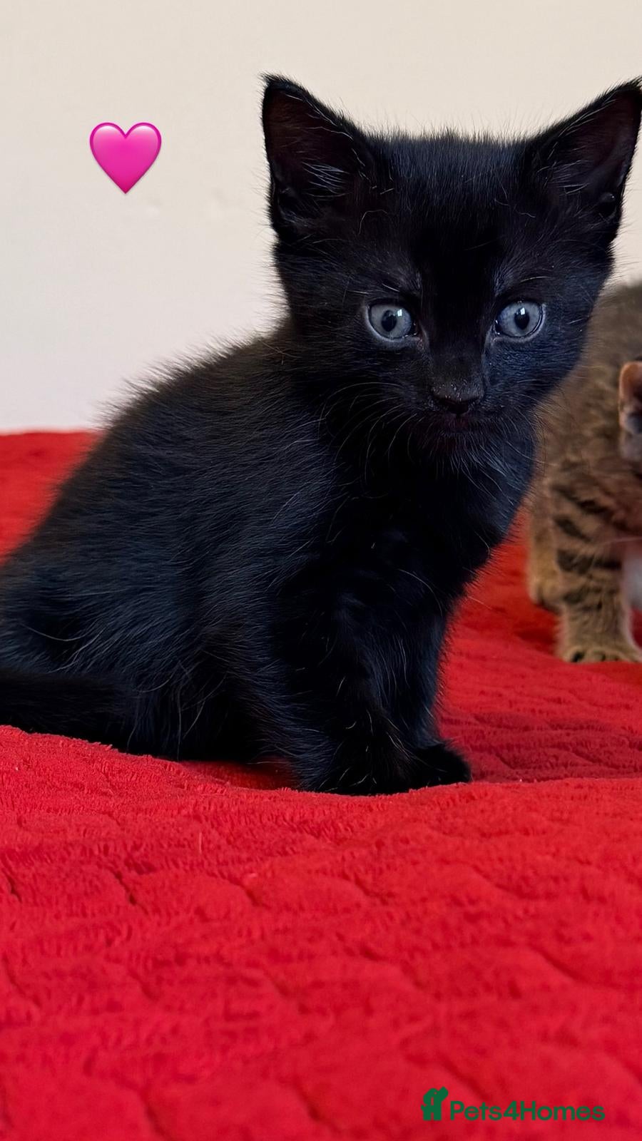 Mixed Breed cats kittens - Advert 15