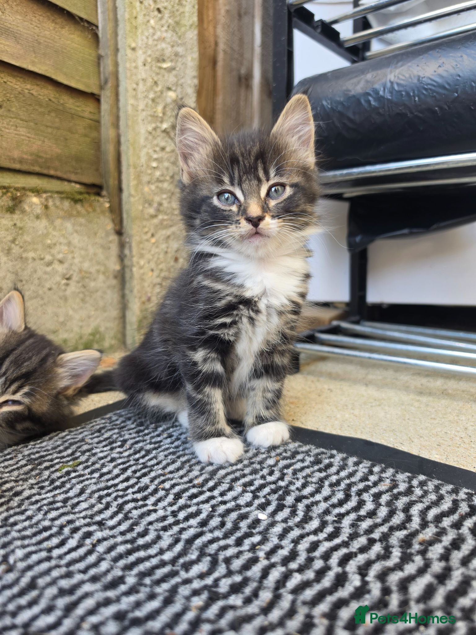 Mixed Breed cats Gorgeous Persian Maincoon Cross  - Advert 17