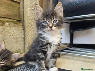 Mixed Breed cats Gorgeous Persian Maincoon Cross - Advert 17
