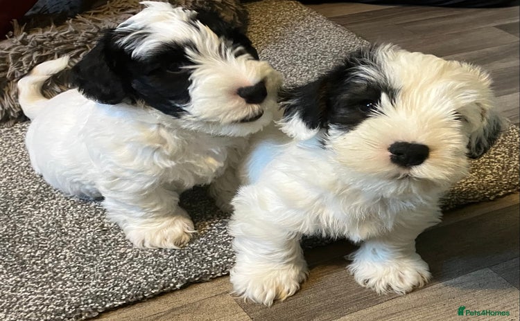 Sealyham Terrier dogs - Advert 1