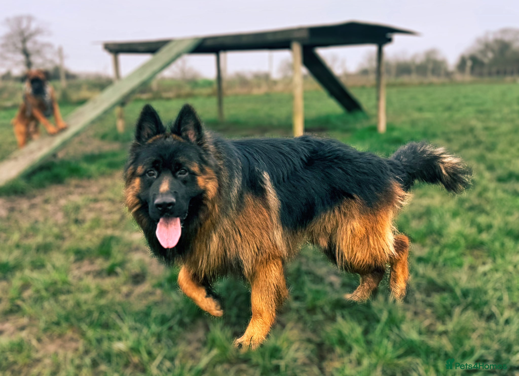 German Shepherd dogs German Shepherd for adoption - Advert 4