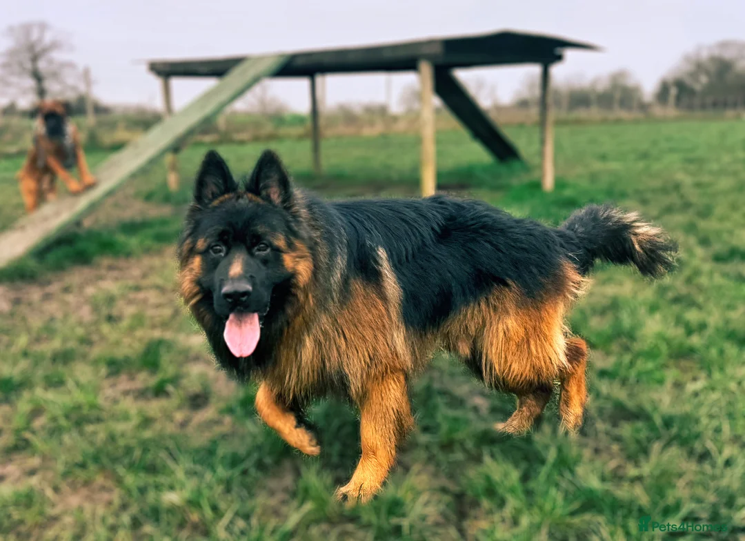 German Shepherd dogs for sale: German Shepherd for adoption - Advert 1