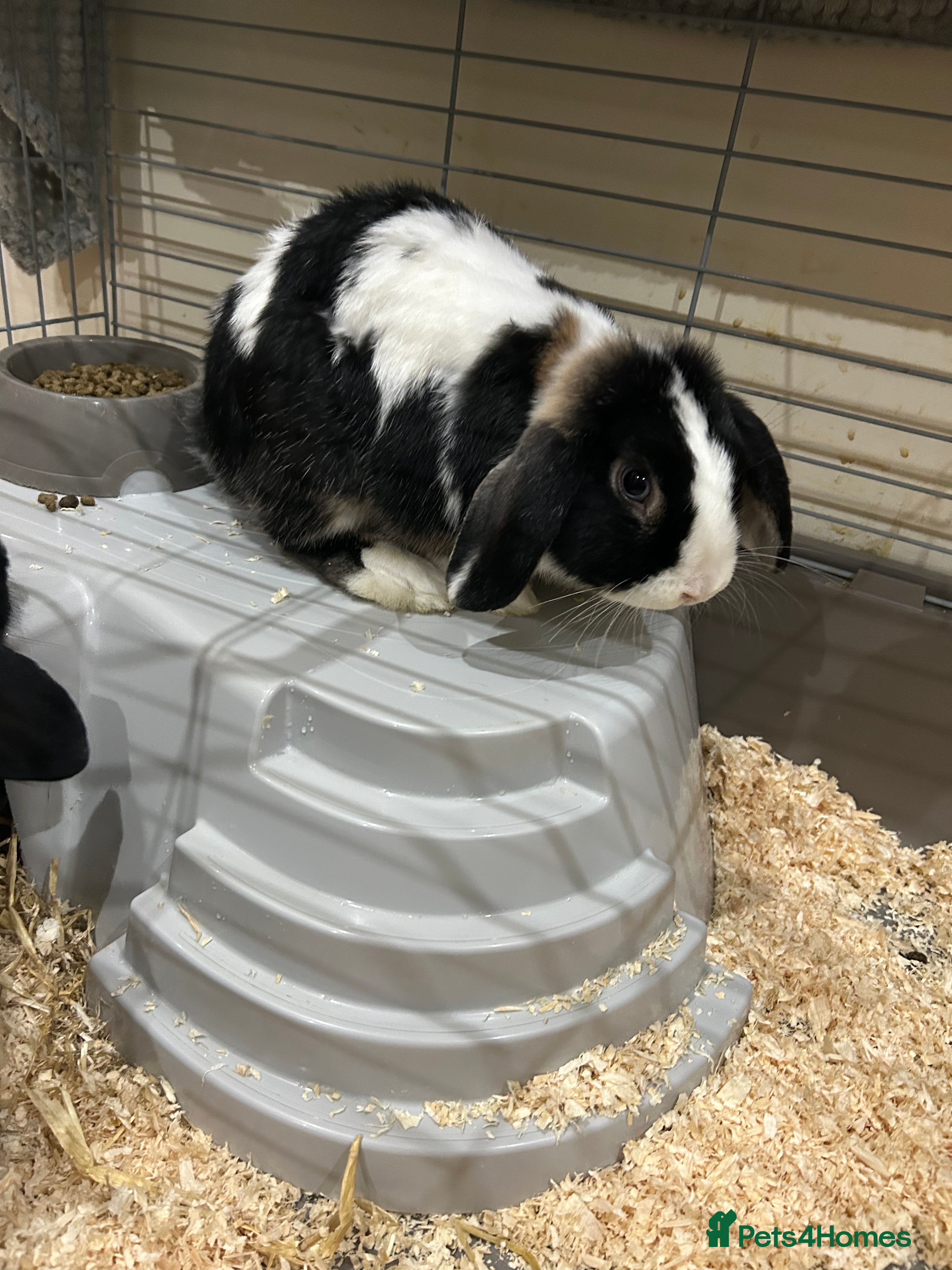 Mini Lop rabbits 2x male rabbits  - Advert 1