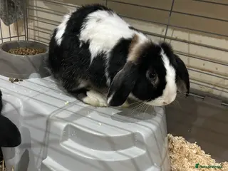 Mini Lop rabbits 2x male rabbits - Advert 1