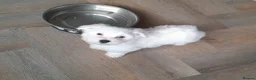Maltese dogs for sale: 5 Outstanding pedigree Maltese puppies - Advert 3