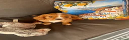 Cavalier King Charles Spaniel dogs for sale: Health tested parents Cavalier King Charles ready  - Advert 11
