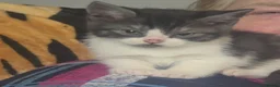 American Shorthair cats for sale: Mix breed american shorthair kittens in Kettering - Advert 4