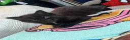 Mixed Breed cats for sale: Kittens  - Advert 1
