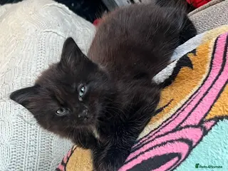 Mixed Breed cats Kittens - Advert 1