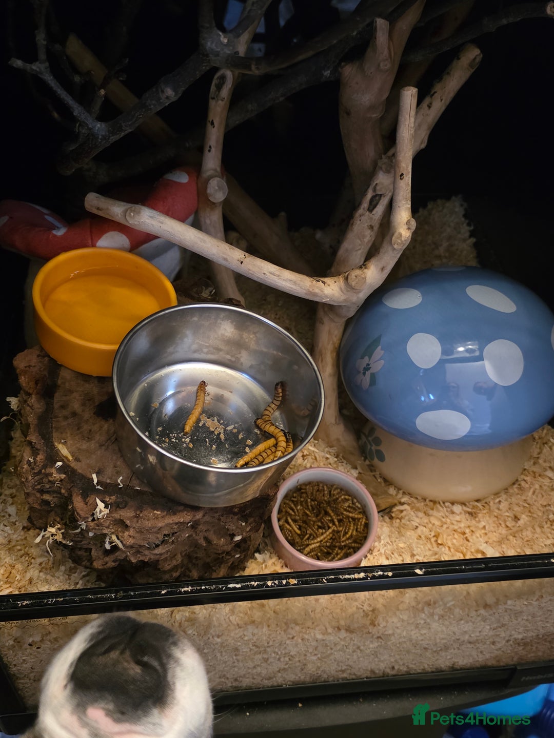 Mouse rodents for sale: African pygmy dormice  - Image 3