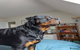 Rottweiler dogs for sale: Dexter, Rottweiler - Image 4