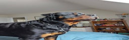 Rottweiler dogs for sale: Dexter, Rottweiler - Advert 4