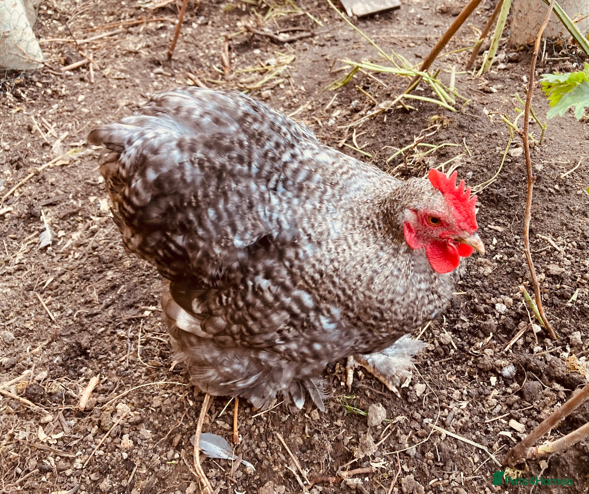Chickens poultry for sale: Six pekins (mixed colours and ages) in Tipton - Advert 4