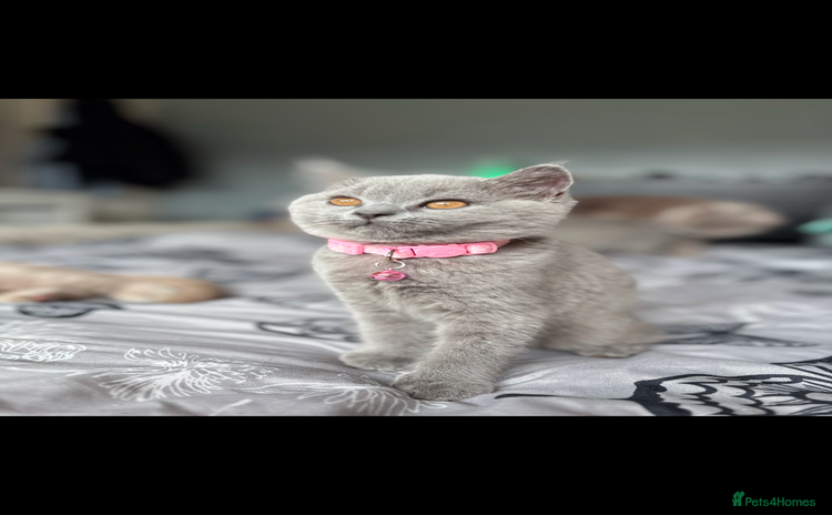 British Shorthair cats - Advert 12