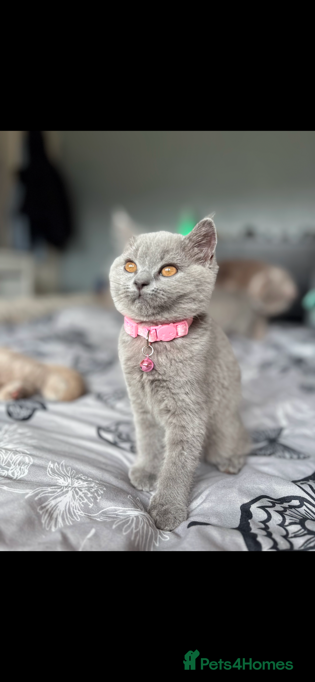 British Shorthair cats for sale: Beautiful British Blues longhair kittens 🩷💙 - Image 1