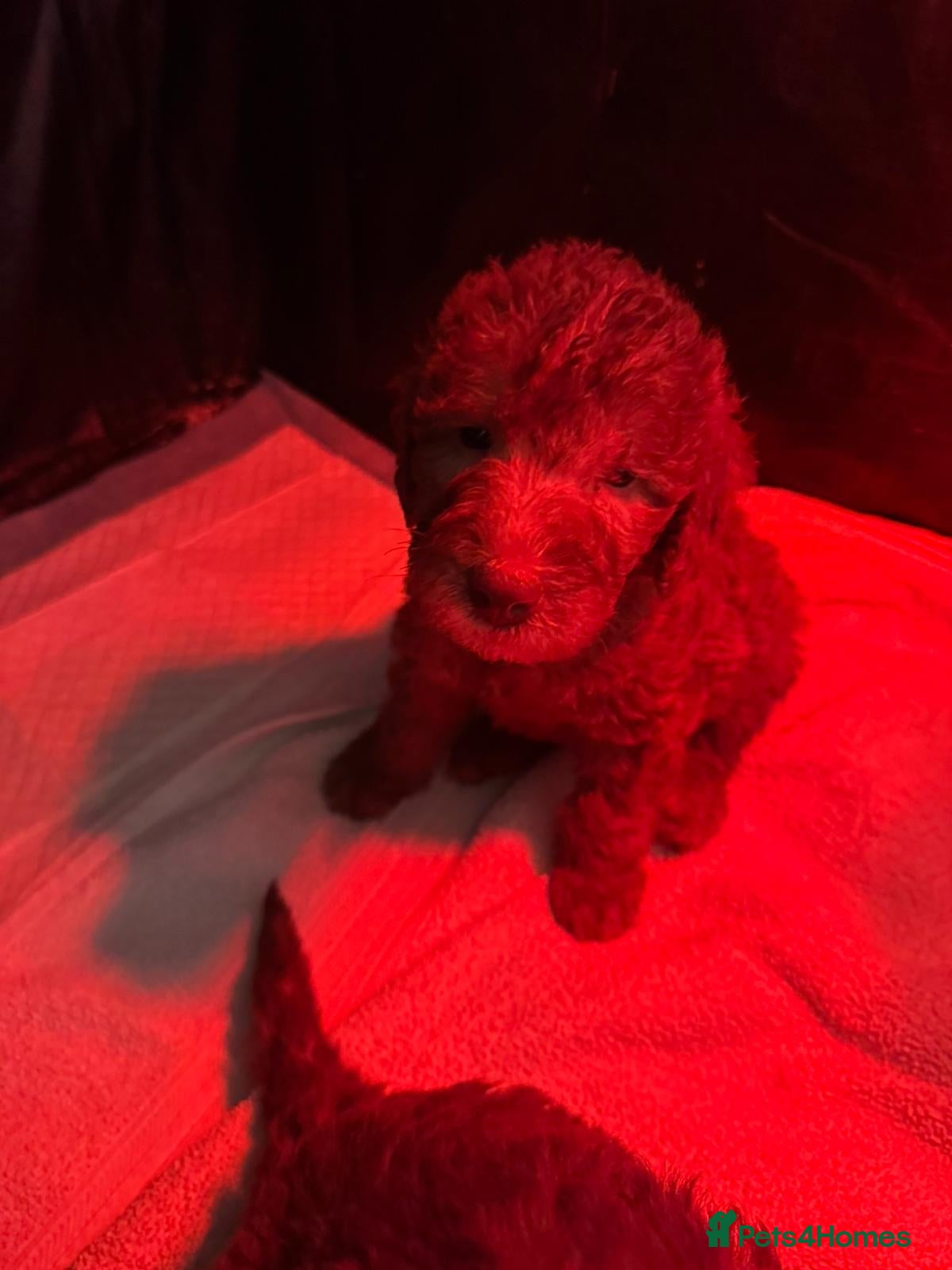 Bedlington Terrier dogs Liver Pedigree Bedlington Terrier Puppies - Advert 13