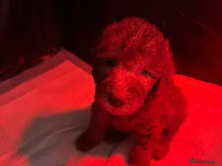 Bedlington Terrier dogs Liver Pedigree Bedlington Terrier Puppies - Advert 13
