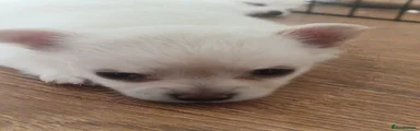 Little polar boy 
