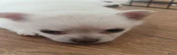 Chihuahua dogs for sale: First jab and health checked Luxury Chihuahua pups - Advert 21