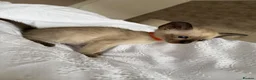 Siamese cats for sale: READY NOW 🐱 - Advert 2