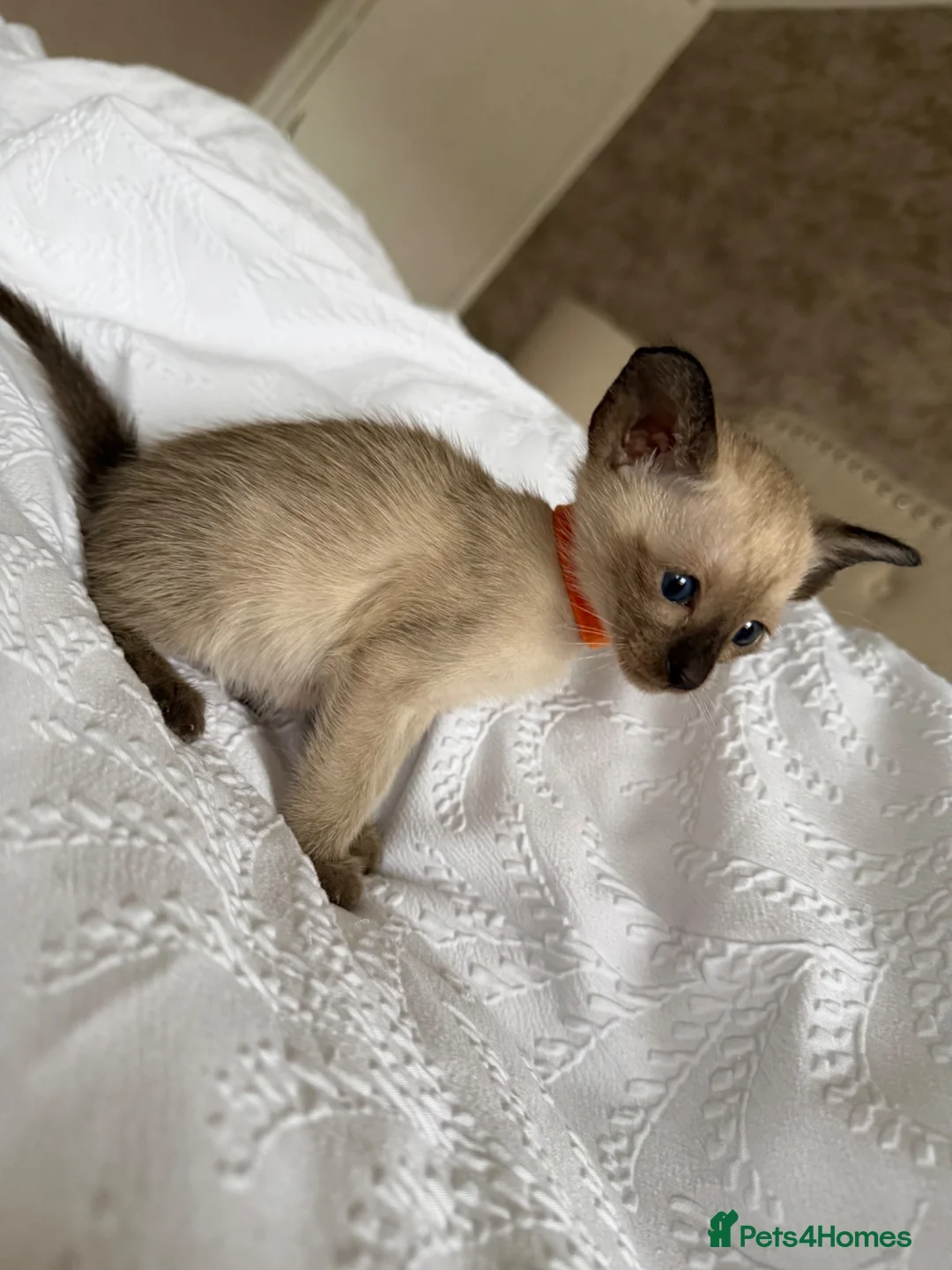 Siamese cats for sale: READY NOW 🐱 - Advert 2