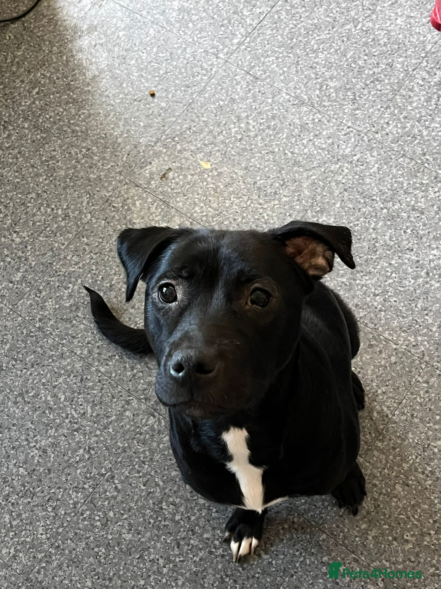 Mixed Breed dogs Puppies  - Advert 1