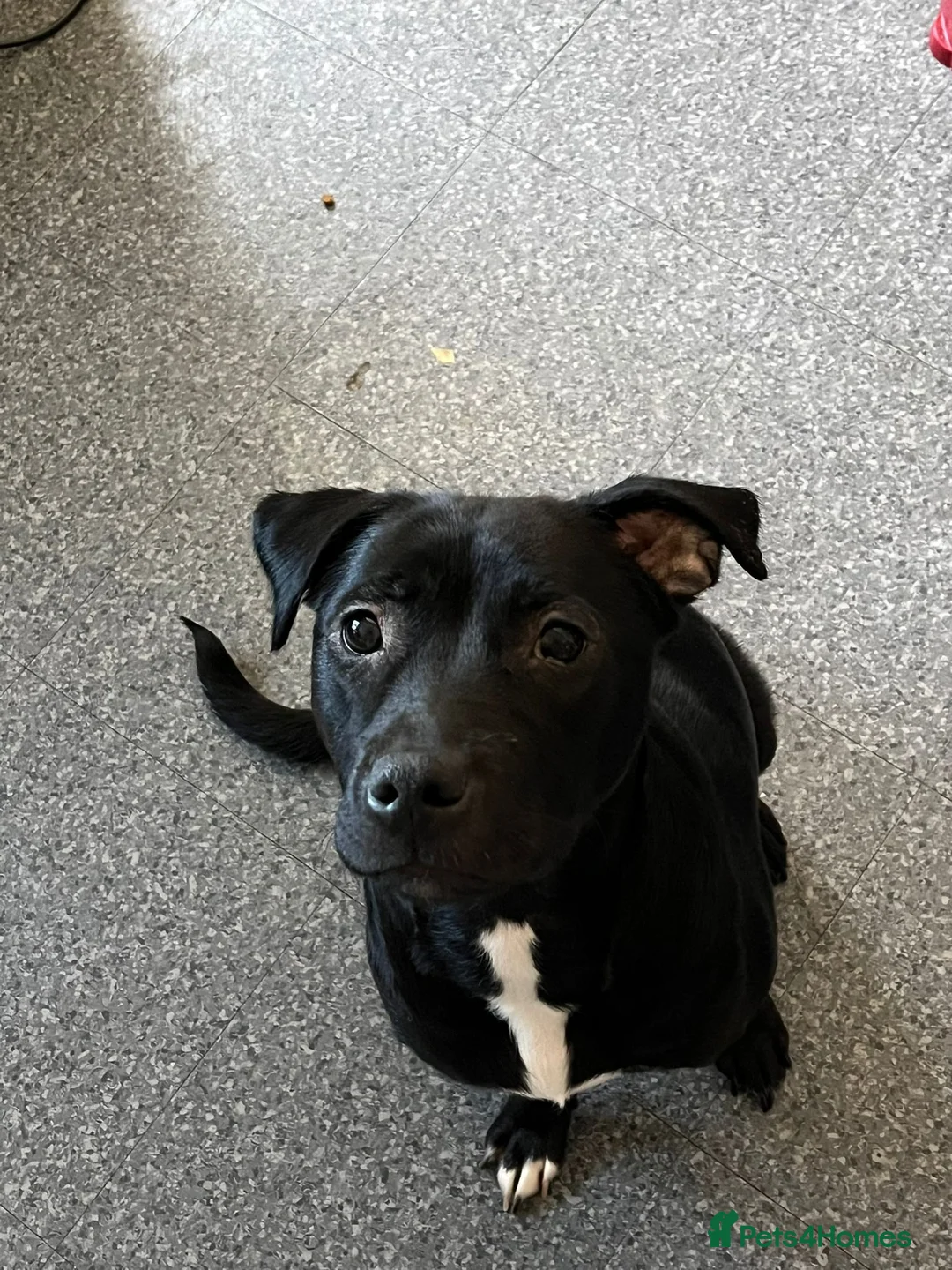 Mixed Breed dogs for sale: Puppies  - Advert 1