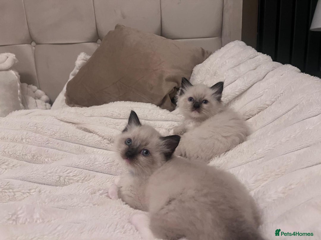 Ragdoll cats for sale: 4 gorgeous Ragdoll kittens for sale - Advert 23