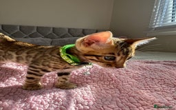 Bengal cats for sale: Beautiful pure Bengal kittens - Image 9