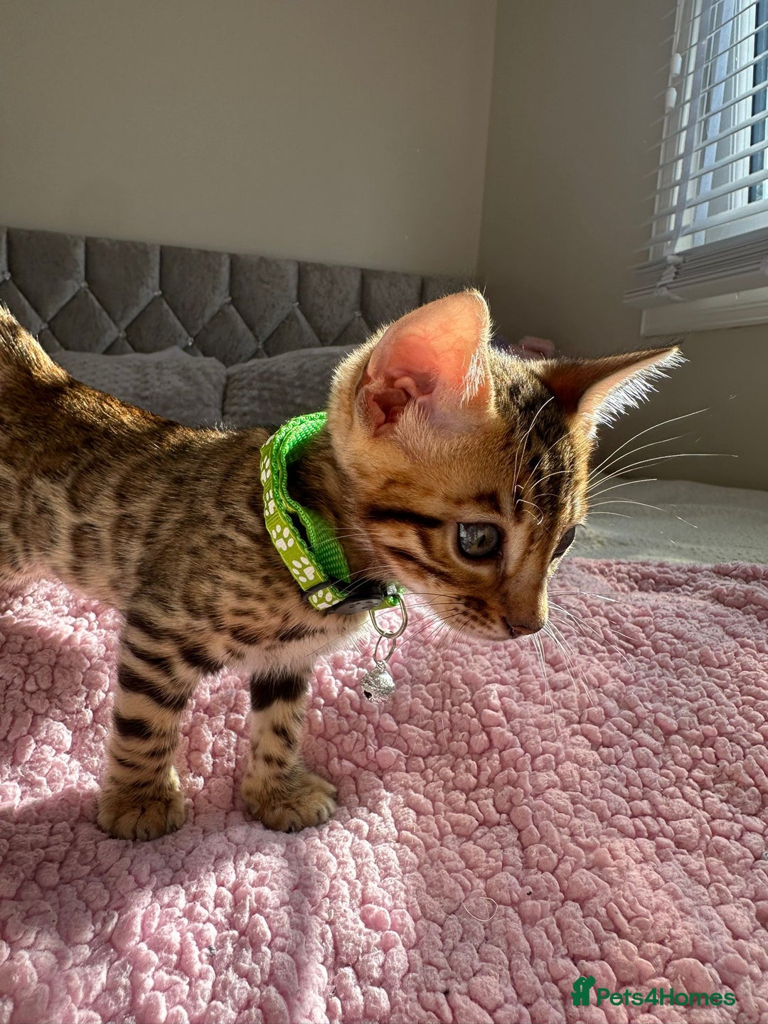 Bengal cats for sale: Beautiful pure Bengal kittens - Image 9