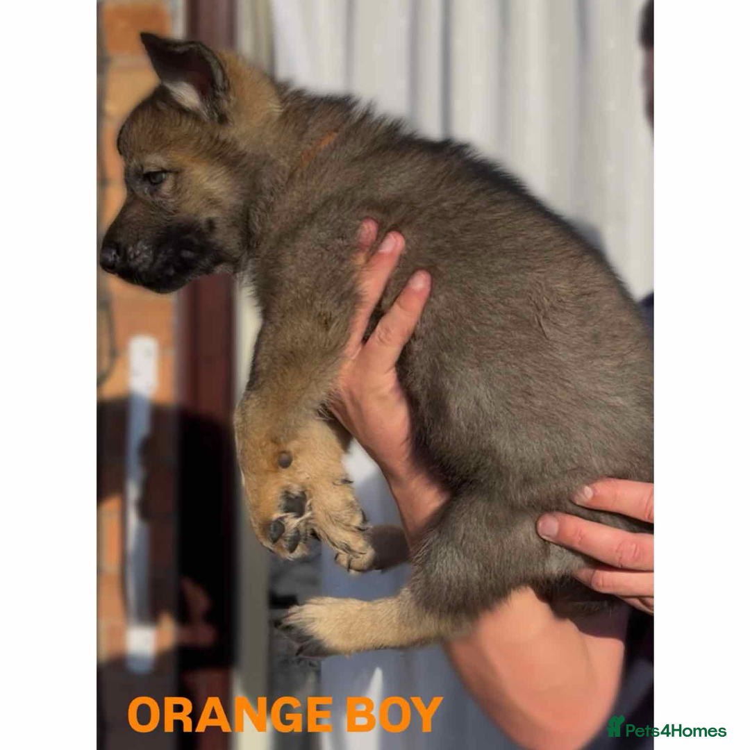 German Shepherd dogs for sale: Czech line German shepherds  - Image 9