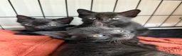 Mixed Breed cats for sale: Siamese X Longhaired Tabbys - Advert 10