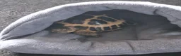 Tortoise reptiles for sale: Horsefield tortoise for sale  in Basildon - Advert 2