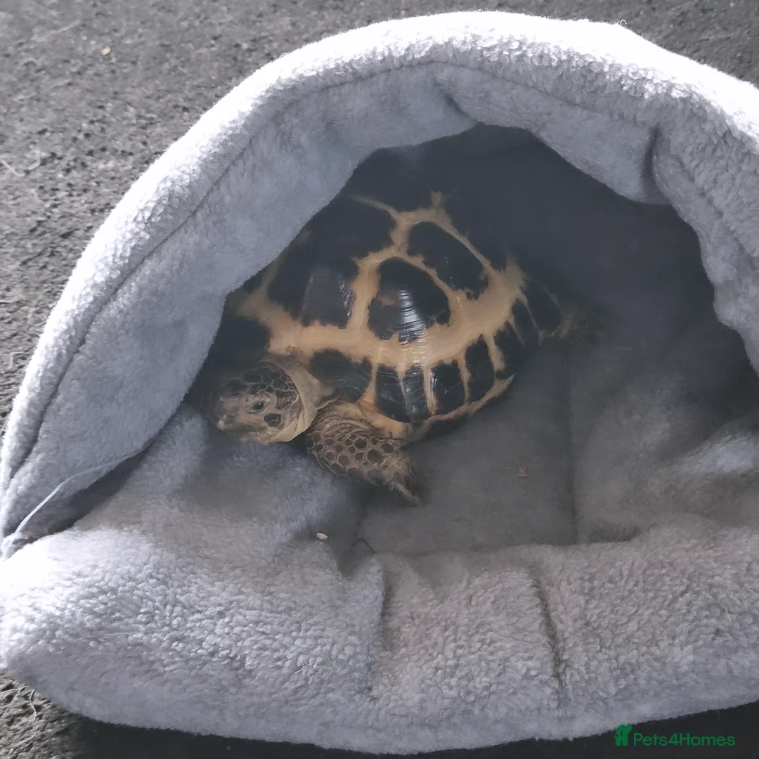 Tortoise reptiles for sale: Horsefield tortoise for sale  in Basildon - Advert 2