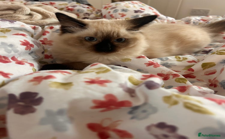 Ragdoll cats - Advert 15