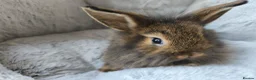 Mini Lop rabbits for sale: Ready 31st July  - Advert 2
